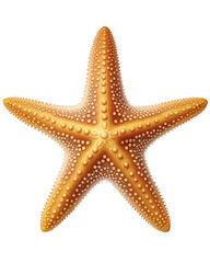 Starfish Illustration With Transparent Background. Generative Ai.