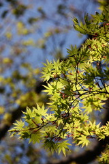 maple  tree on blue sky 