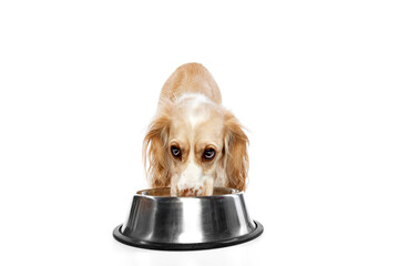 Studio image of beautiful dog, golden english cocker spaniel eating from bowl against white...