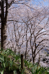 満開の桜３