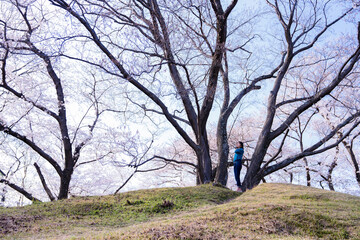 Fototapeta premium 大きな桜の木の下にいる女性