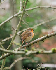 robin on branch