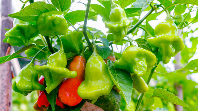 The bishop's crown, Christmas bell, or joker's hat, is a pepper, a cultivar of the species Capsicum baccatum var. pendulum