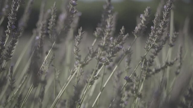 champs de lavande slowmotion