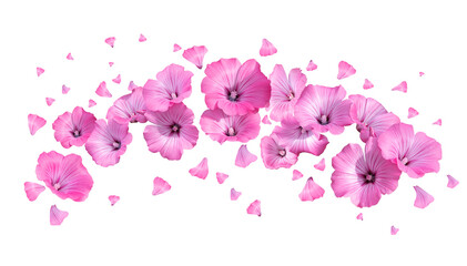 Fototapeta na wymiar flowers scatter with petals on a white background