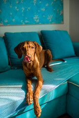 Red shorthair vizsla dog licks his nose lying on a blue sofa