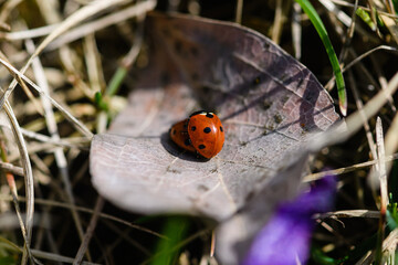 Two red ladybirds mating on a dry leaf
