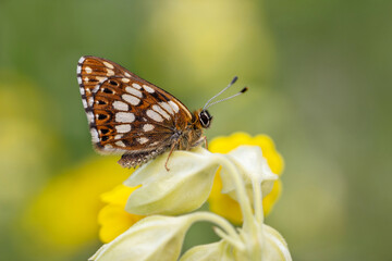 The Duke of Bugundy butterfly (Hamearis lucina)