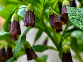 Flowering Scopolia carniolica plants with flowers in spring forest