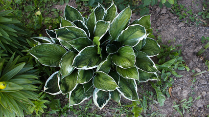 Low growing green flower with numerous leaves growing in the ground