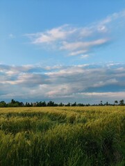 field of wheat