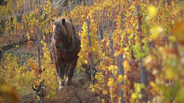 Cheval de trait laboure les vignes en slowmotion