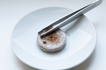 cannabis seed on peat pellet for sprouting on white porcelain plate with metallic tweezers close up