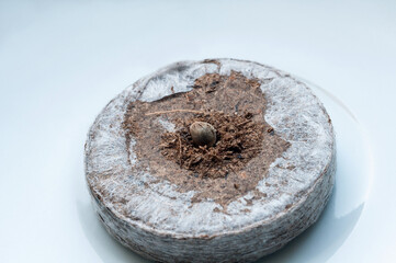 marijuana seed on peat pellet for sprouting on white porcelain plate close up