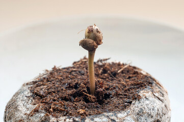 baby cannabis seedling grow in jiffy peat pellets with drop of water close up