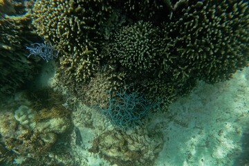 Idyllic shot of a coral reef Pamilacan Island in the Philippines flooded with sunlight.