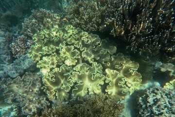 Idyllic shot of a coral reef Pamilacan Island in the Philippines flooded with sunlight.