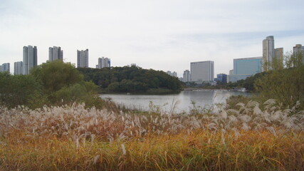 Fototapeta premium Lake scenery surrounded by buildings and forest and reeds