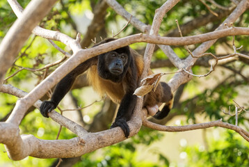 Mantled Howler Monkey - Alouatta palliata, beautiful noisy primate from Latin America forests and woodlands, Cambutal, Panama.