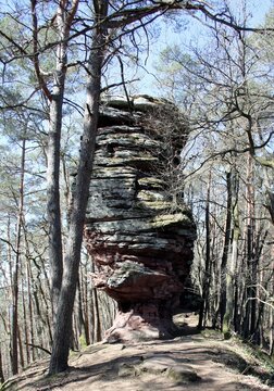 Wandern im Wald