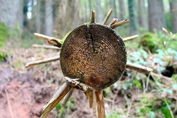 abgeholzter Baumstamm