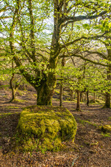 Moss covered granite with spring time beech trees at Whiddon Deer Park, Chagford, Devon