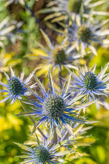 Obraz premium Eryngium x zabelii ‘Neptune’s Gold’ (Sea Holly)