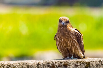 red tailed hawk
