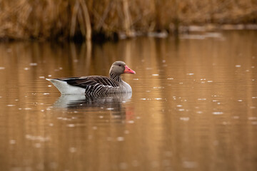 Grey leg Goose © Roland Gänßler