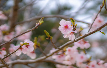 cherry blossom