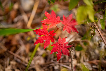 red maple leaf