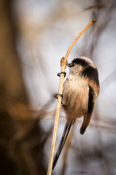 Long-tailed tit