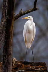 Great White Heron