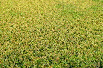 坂の上から見る初秋の豊作の田圃風景