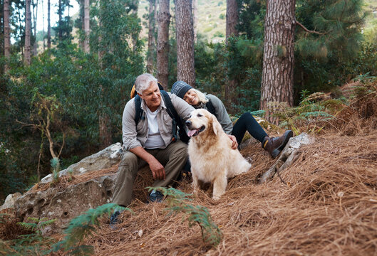 Nature, hiking and elderly couple with their dog in the forest for wellness cardio exercise. Happy, travel and senior man and woman hikers in retirement trekking with their pet in woods in Australia.