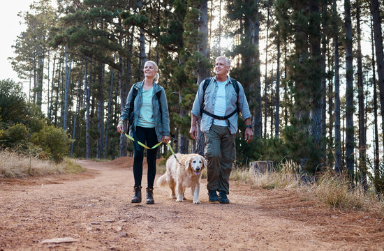 Forrest, hiking and old couple with dog on nature walk in mountain in Peru for fitness and exercise. Travel, man and woman on hike with Labrador pet, love and health on retirement holiday adventure.
