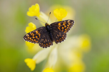 Butterfly on yellow flower, Hamearis Lucina, The Duke of Burgundy