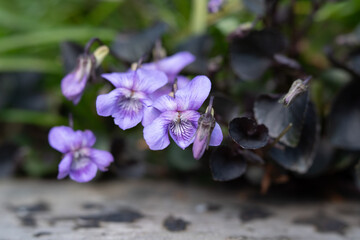 viola labradorica (Alpine Violet)