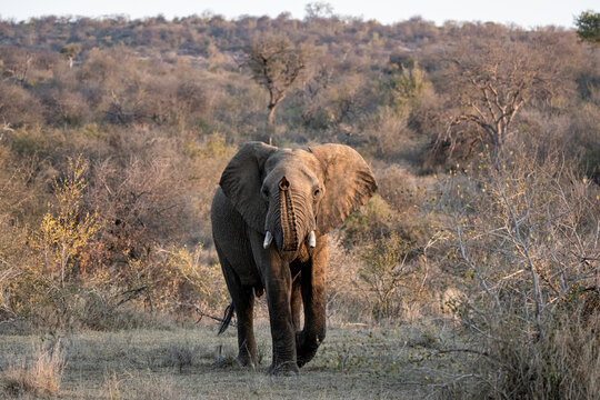 An elephant walking with its trunk lifted in a parched grassland