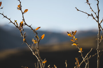 Branches of a mountain plant with thorns and leaves yellowed in autumn, in autumn in a mountainous area