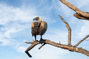 A vulture perched on a bare branch 