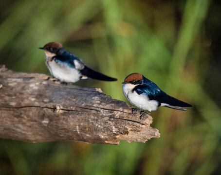 Two wire-tailed swallows perched on a thick bare branch