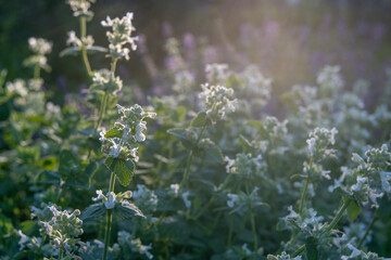 Nepeta 'Snowflake'