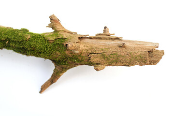 branches moss Isolated on white background