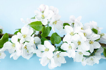 A beautiful sprig of an apple tree with white flowers against a blue background. Blossoming branch. Spring still life. Place for text. Concept of spring or mom day