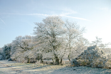 Hoar frost on trees by the river Teign on the Whiddon Deer Park walk from Mill End, Chagford, Dartmoor, Devon