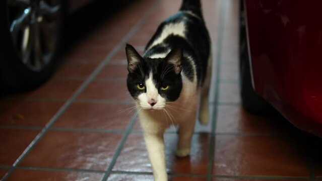 Black and white cat walking to the camera in slow motion