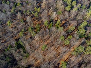 Aerial view of a mixed forest casting long shadows with conifer, dead and bare trees