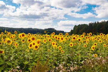 Fototapeta premium Field of blooming sunflowers on a background of blue sky, Finland