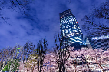 満開の桜が咲く夜の東京の街